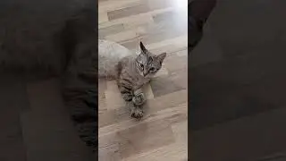 #cat #catlover #kitten #funny #funnycats #pets #cutecat #cute #kitty #resin