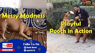 Messy Madness l My Playful Pooch in Action
