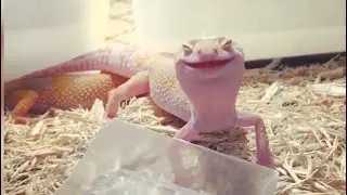 Улыбака...Весь мир говорит про это видео!