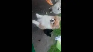 дети на даче 1