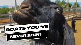 Rare Goat Breeds You Didn't Know Existed: More than just the Damascus