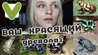Poison Dart Frogs: A REVIEW of Radiant Beauty!
