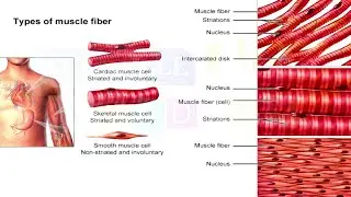 SKELETAL MUSCLES AND TISSUES | Muscular System Function and Structure