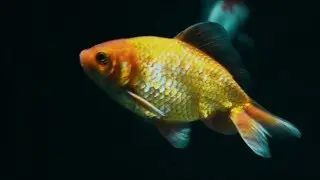 Goldfish (Cyprinidae)