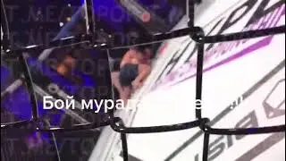 Мурад vs Швед бой