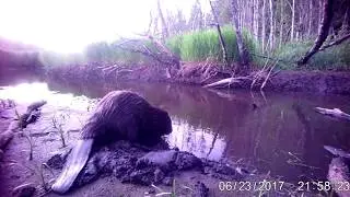 Бобр приходит на приманку