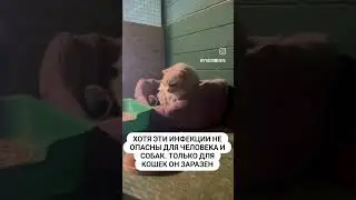 Приют для собак 