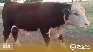 Toro Hereford X23