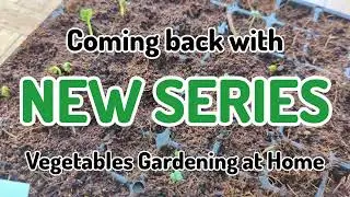 Coming Up with Vegetables Gardening at Home