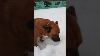 Амбал украл у меня пиво 
