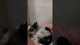 Бивер сладко сопит #биверйорк #собака #бивер