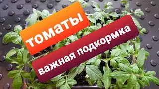 Важная подкормка для томатов/Первая подкормка/Чем подкормить томаты