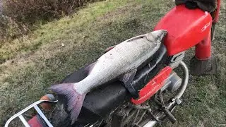 ПОЙМАЛ БОБРА И ЗАОДНО ТРОФЕЙНОГО ЖЕРЕХА!
