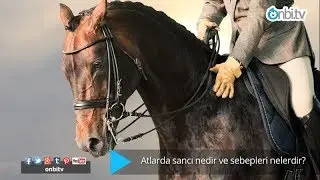 Atlarda sancının sebepleri nelerdir? 