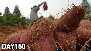 2020 Sweet Potato Harvest