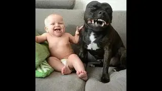 The funniest Animals!