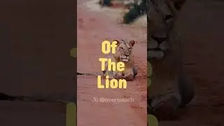 Lion Attitude status. 
