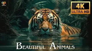Beautiful Animals in 4K Clarity UHD