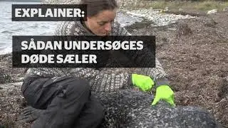 Sådan undersøges døde sæler