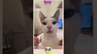 Funny Cat | Respect🔥😱 #shorts #funny #viral #tiktok