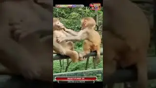 monkey baby/monkey love/monkey new funny video