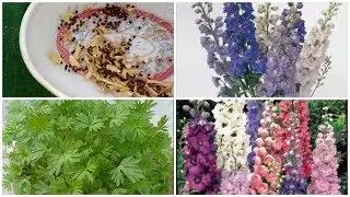 How to grow Dolphinium  plant\Larkspur plant from seeds at home #TubssamTerraceGardening