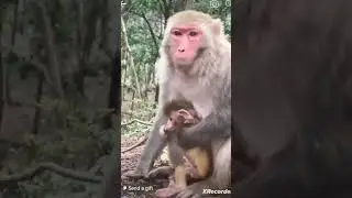 monkey love
