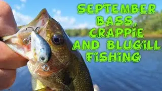 Early FaLL September Perch, BLUGILL and Bass Fishing!! How we are catching em!!