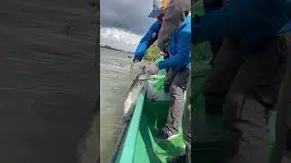 Огромный сом)))