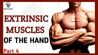 Muscles of the forearm | Origin , Insertion and Action | Extrinsic muscles | Part 4
