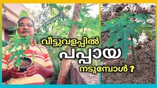 വീട്ടിൽ പപ്പായ കൃഷി ചെയ്യുമ്പോൾ പ്രധാനമായും ശ്രദ്ധിക്കേണ്ട കാര്യങ്ങൾ | How to Grow papaya at Home