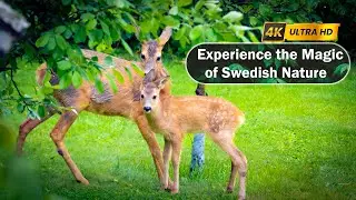 Experience the Magic of Swedish Nature: Deer and Their Fawns in Summer | 2024 4K