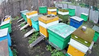 Подставляем вощину - весна 2021