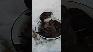 Купаем селезня в теплой воде! Утки!