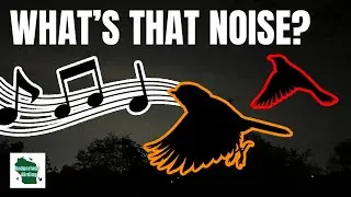Hearing Bird Calls At Night? Here's What's Going On