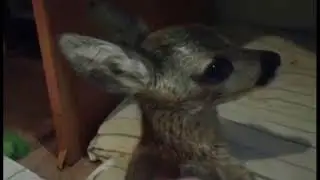 Карамелька из Донецка. Пищеварение улучшается.