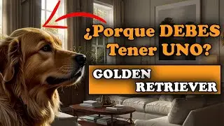🌟 Todo lo que Necesitas Saber sobre el Golden Retriever: Cuidados, Personalidad y Más 🐕