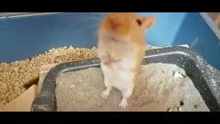 Песчанки Видео 45 Зимняя уборка