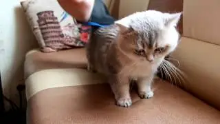 Перчатка-расческа для кошек