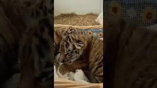 tiger cubes❤💕