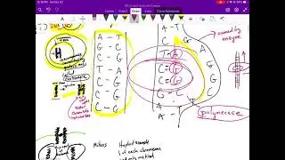Introduction to Meiosis and Mitosis: replicated and homologous chromosomes