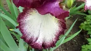 Леди Джин высокие ирисы