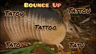 Bounce Up : Tattoo aka Nine-banded Armadillo (Dasypus novemcinctus)