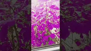 клубника 🍓