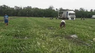 Грузимся арбузами