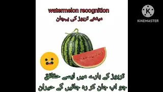 Recognition of sweet watermelon 🍉 میٹھے تربوز کی پہچان