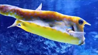 Impressionen Salzwasseraquarium - Natur - Meer