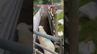 Ninja sheep today #sheepfarming #sheephusbandry #virlvideo #sheepdog #youtubeshorts #sheep