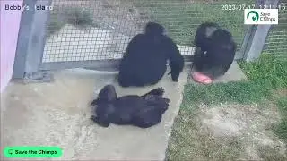 Live from Save the Chimps