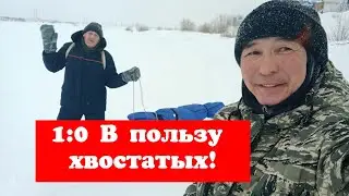 1:0 В пользу хвостатых!